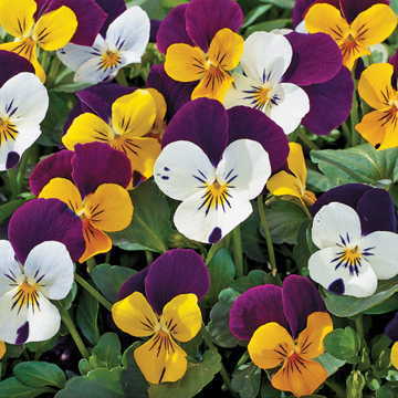 Jump Up Viola Seeds Early Blooming Multicolor Viola Blend High Germination Garden Seeds heirloom non-gmo seeds