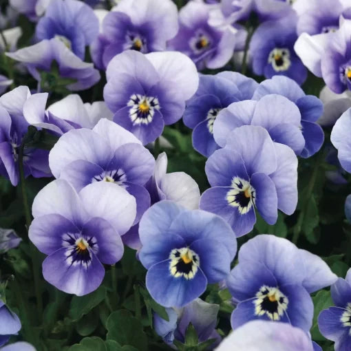 Deep Marina Viola Seeds Rich Blue Viola Flowers High Germination Garden Seeds heirloom non-gmo seeds