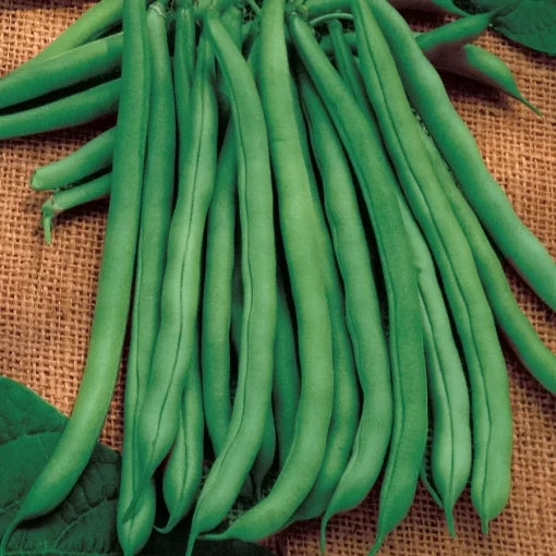 Blue Lake Bean Seeds Classic Stringless Green Beans High Germination Garden Seeds heirloom non-gmo seeds