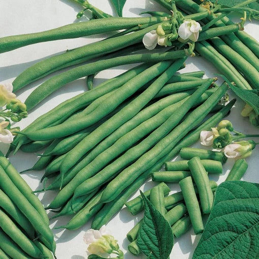 Kentucky Blue Bean Seeds Sweet Tender Pole Beans High Germination Garden Seeds heirloom non-gmo seeds