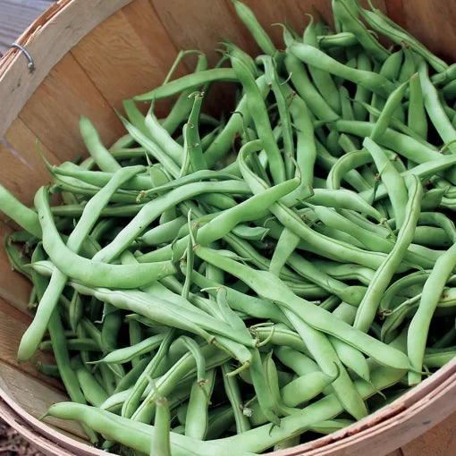 Kentucky Blue Pole Bean Seeds Sweet Stringless Green Pole Beans High Germination Garden Seeds heirloom non-gmo seeds
