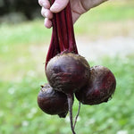Detroit Dark Red Beet Seeds Classic Smooth Deep-Red Beets High Germination Garden Seeds heirloom non-gmo seeds