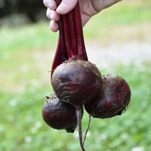 Detroit Dark Red Beet Seeds Classic Smooth Deep-Red Beets High Germination Garden Seeds heirloom non-gmo seeds
