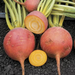 Touchstone Gold Hybrid Beet Seeds Bright Golden Sweet Beets High Germination Garden Seeds heirloom non-gmo seeds