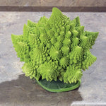 Veronica Cauliflower Seeds High Germination Garden Seeds heirloom non-gmo seeds