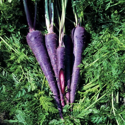 Purple Haze Hybrid Carrot Seeds Purple Skin with Orange Core Carrots High Germination Garden Seeds heirloom non-gmo seeds