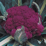 Graffiti Hybrid Cauliflower Seeds Bright Purple Colorful Cauliflower High Germination Garden Seeds heirloom non-gmo seeds