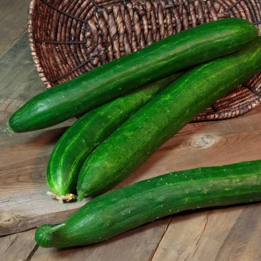 Tasty Green Hybrid Cucumber Seeds Crisp Smooth-Skinned Green Cucumbers High Germination Garden Seeds heirloom non-gmo seeds
