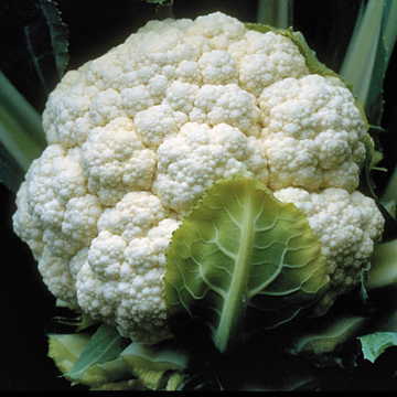 Candid Charm Hybrid Cauliflower Seeds Snow-White Tight Cauliflower Heads High Germination Garden Seeds heirloom non-gmo seeds