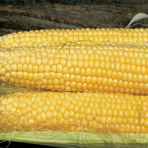 Butterfruit Early Corn Seeds High Germination Garden Seeds heirloom non-gmo seeds