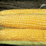 Butterfruit Early Corn Seeds High Germination Garden Seeds heirloom non-gmo seeds