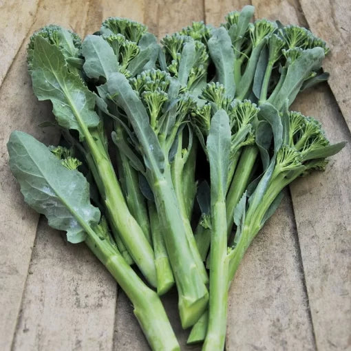Apollo Hybrid Broccoli Seeds Tall Multi-Side-Shoot Broccoli Variety High Germination Garden Seeds heirloom non-gmo seeds