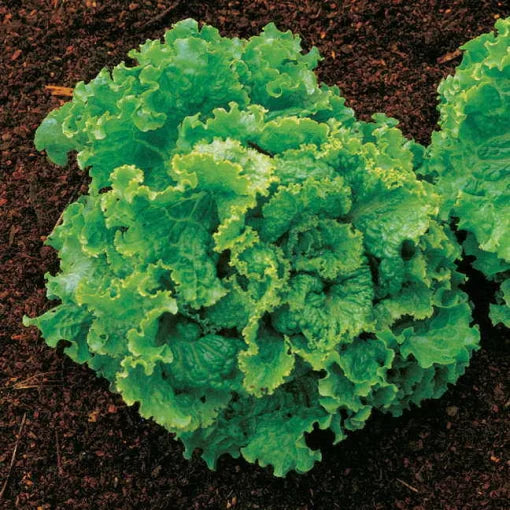 Green Ice Lettuce Seeds Crisp Sweet Looseleaf Lettuce High Germination Garden Seeds heirloom non-gmo seeds