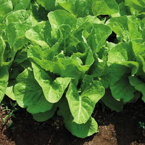 Jericho Hybrid Lettuce Seeds Heat-Tolerant Crisp Romaine Lettuce High Germination Garden Seeds heirloom non-gmo seeds