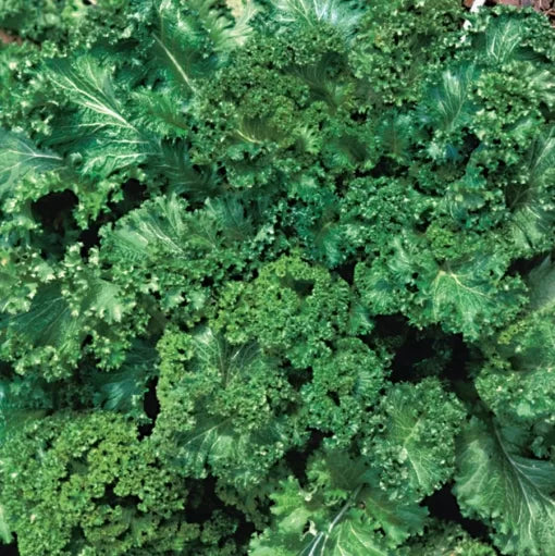 Southern Giant Curled Mustard Seeds Spicy Frilled Mustard Greens High Germination Garden Seeds heirloom non-gmo seeds