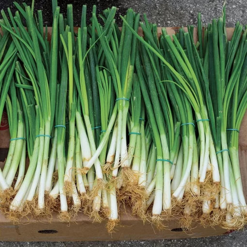 Parade Green Onion Seeds High Germination Garden Seeds heirloom non-gmo seeds