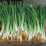 Parade Green Onion Seeds High Germination Garden Seeds heirloom non-gmo seeds