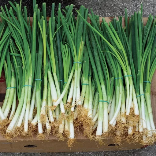 Parade Green Onion Seeds High Germination Garden Seeds heirloom non-gmo seeds