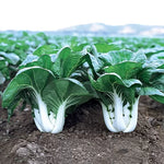 Joi Choi Pak Choi Seeds High Germination Garden Seeds heirloom non-gmo seeds