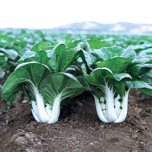 Joi Choi Pak Choi Seeds High Germination Garden Seeds heirloom non-gmo seeds