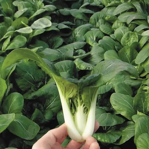 Toy Choy Hybrid Pak Choi Seeds Compact Early Baby Bok Choy High Germination Garden Seeds heirloom non-gmo seeds