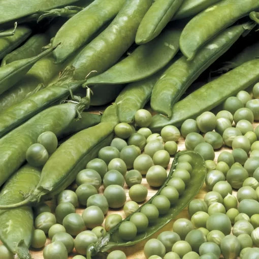 Lincoln Pea Seeds Classic Sweet Shelling Garden Peas High Germination Garden Seeds heirloom non-gmo seeds