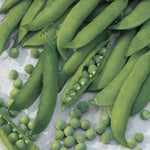 Mr Big Pea Seeds Extra-Large Shelling Garden Peas High Germination Garden Seeds heirloom non-gmo seeds