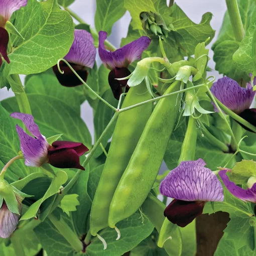 Super Sugar Snap Pea Seeds Extra-Sweet Stringless Snap Peas High Germination Garden Seeds heirloom non-gmo seeds