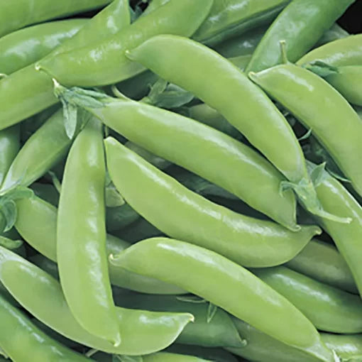 Super Sugar Snap Pea Seeds Extra-Sweet Stringless Snap Peas High Germination Garden Seeds heirloom non-gmo seeds