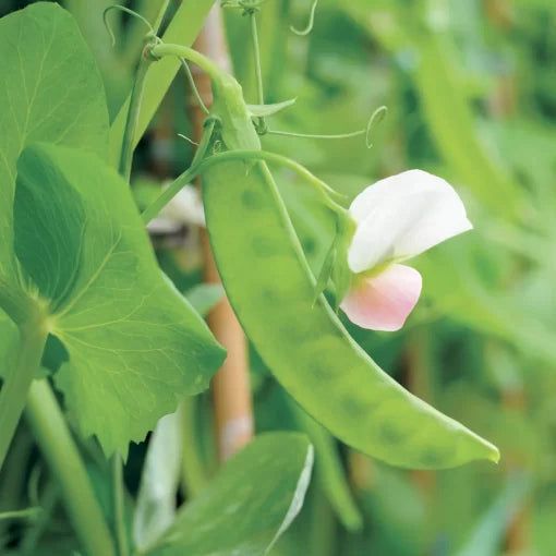 Dwarf White Sugar Snow Pea Seeds Compact Sweet Snow Peas High Germination Garden Seeds heirloom non-gmo seeds