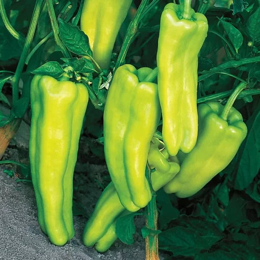 Aruba Pepper Seeds Sweet Banana-Type Mild Peppers High Germination Garden Seeds heirloom non-gmo seeds