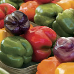 Sweet Rainbow Mix Pepper Seeds Multi-Color Sweet Bell Pepper Blend High Germination Garden Seeds heirloom non-gmo seeds