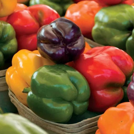 Sweet Rainbow Pepper Mix Seeds High Germination Garden Seeds heirloom non-gmo seeds