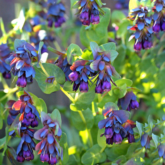 Blue Shrimp Flower Seeds Cerinthe major for Ornamental Garden Planting