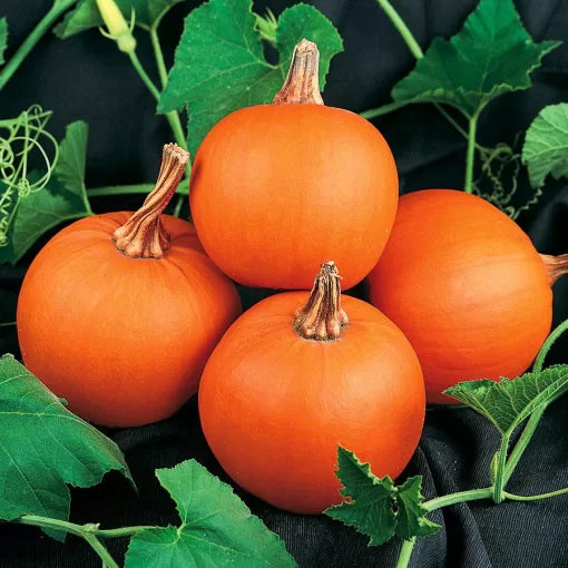 Wee-B-Little Pumpkin Seeds Mini Orange Baby Pumpkins High Germination Garden Seeds heirloom non-gmo seeds