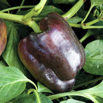 Merlot Hybrid Pepper Seeds Deep Burgundy Sweet Bell Peppers High Germination Garden Seeds heirloom non-gmo seeds