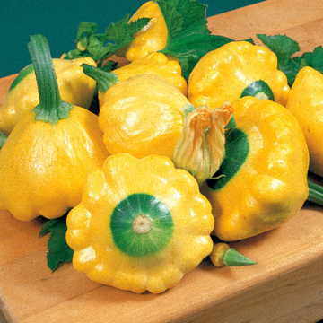 Sunburst Hybrid Squash Seeds Golden Pattypan Scallop Squash High Germination Garden Seeds heirloom non-gmo seeds