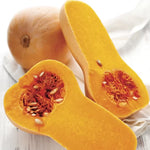 Early Butternut Hybrid Winter Squash Seeds Early Sweet Butternut Squash High Germination Garden Seeds heirloom non-gmo seeds
