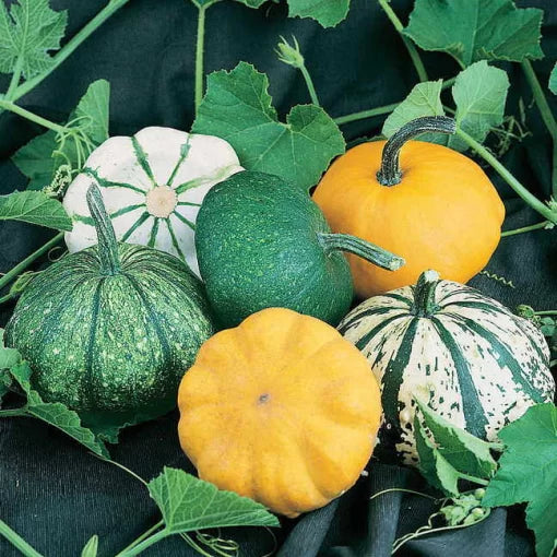 Pattypan Hybrid Blend Squash Seeds Mixed Scallop Summer Squash Colors High Germination Garden Seeds heirloom non-gmo seeds