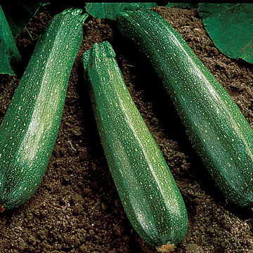 Spineless Beauty Hybrid Squash Seeds Thornless High-Production Zucchini High Germination Garden Seeds heirloom non-gmo seeds