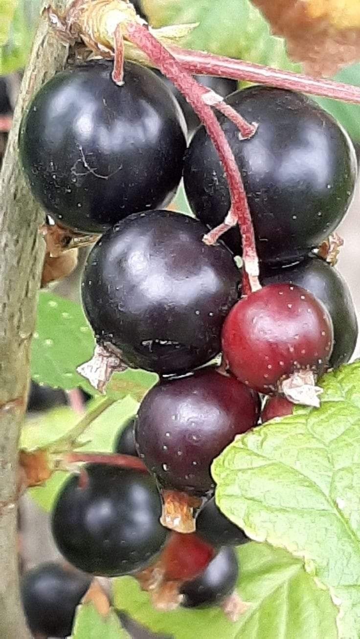 Chokeberry (Aronia melanocarpa)