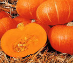 Sunshine Hybrid Winter Squash Seeds Deep-Orange Sweet Kabocha Squash High Germination Garden Seeds heirloom non-gmo seeds