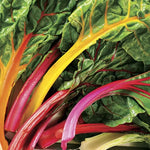 Bright Lights Swiss Chard Seeds High Germination Garden Seeds heirloom non-gmo seeds