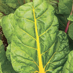 El Dorado Swiss Chard Seeds High Germination Garden Seeds heirloom non-gmo seeds