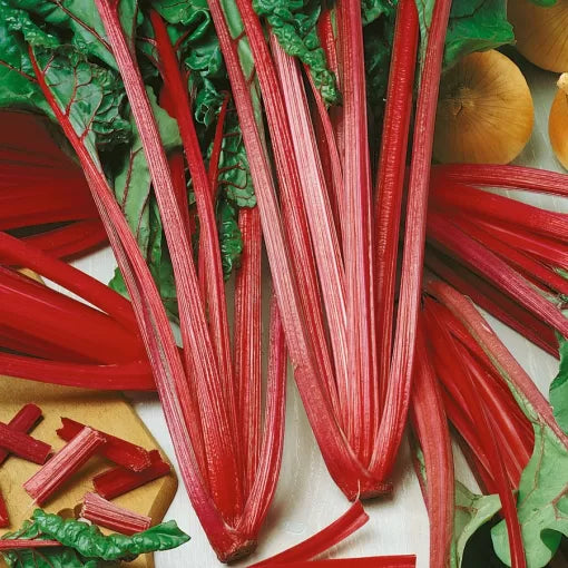 Ruby Red Swiss Chard Microgreens Seeds Red-Stem Nutritious Microgreens High Germination Garden Seeds heirloom non-gmo seeds