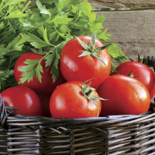 Early Girl Hybrid Tomato Seeds Early Producing Red Slicer Tomatoes High Germination Garden Seeds heirloom non-gmo seeds