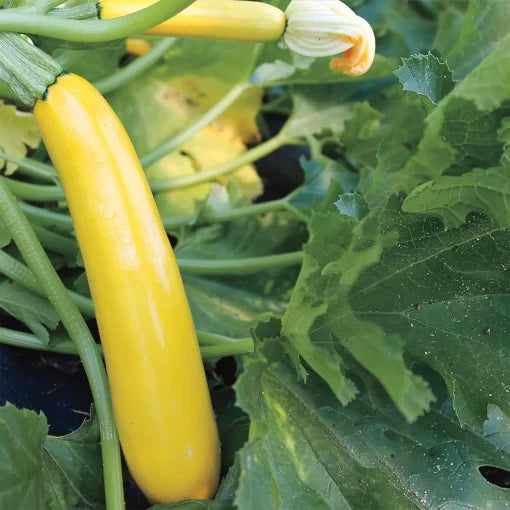 Gold Rush Hybrid Squash Seeds Golden Straightneck Summer Squash High Germination Garden Seeds heirloom non-gmo seeds