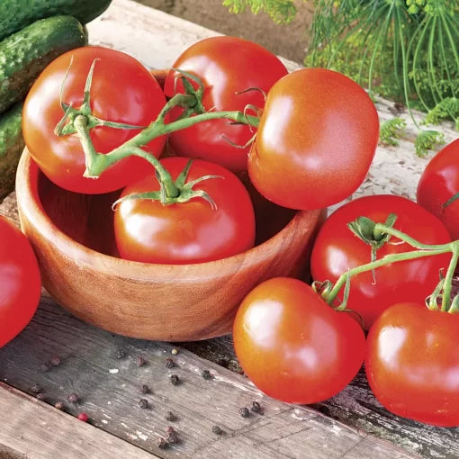 Celebrity Hybrid Tomato Seeds Reliable Red Medium Slicer Tomatoes High Germination Garden Seeds heirloom non-gmo seeds