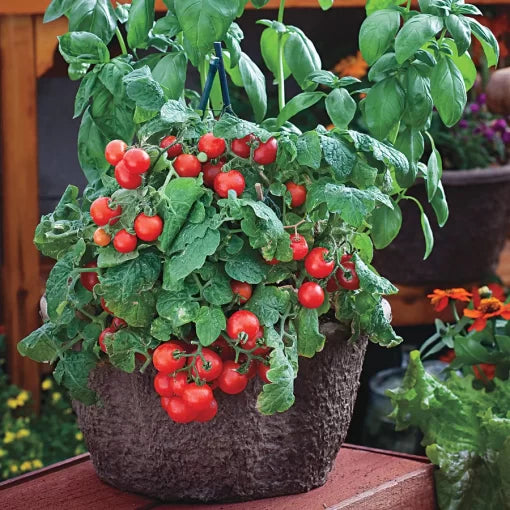 Red Robin Tomato Seeds High Germination Garden Seeds heirloom non-gmo seeds