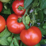 Season Starter Hybrid Tomato Seeds Early Slicer Tomato Variety High Germination Garden Seeds heirloom non-gmo seeds